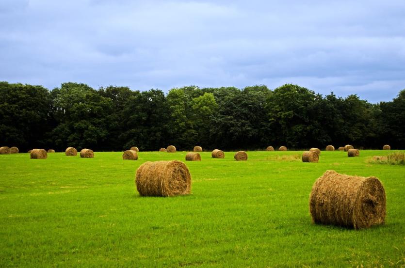 Forty acres of land at Moydow, county Longford sells for €100,000