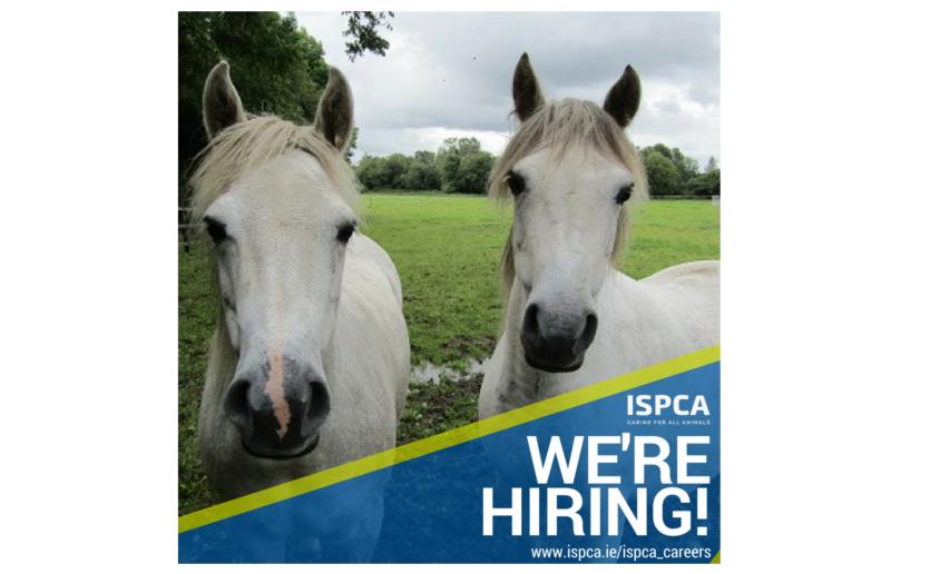 Longford Leader Jobs Alert: ISPCA recruiting an Equine Care Assistant  for their National Animal Centre at Kenagh