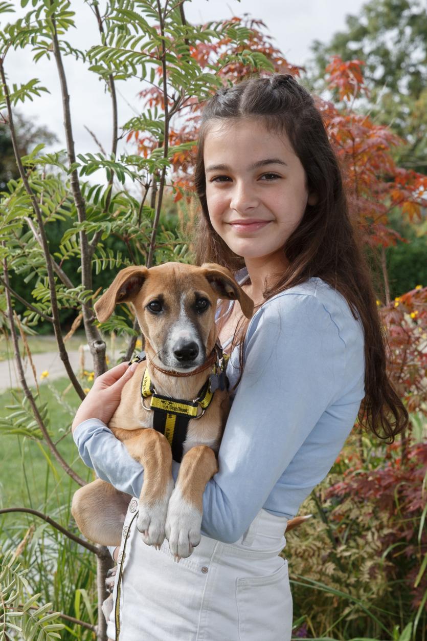 Dogs Trust announces that puppies across Ireland will be recruited for ground-breaking new research