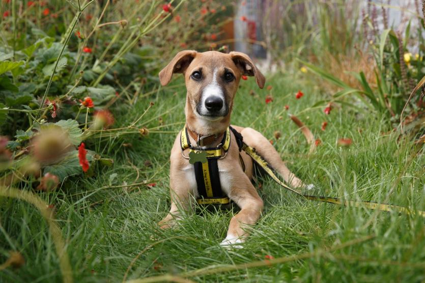 Dogs Trust announces that puppies across Ireland will be recruited for ground-breaking new research