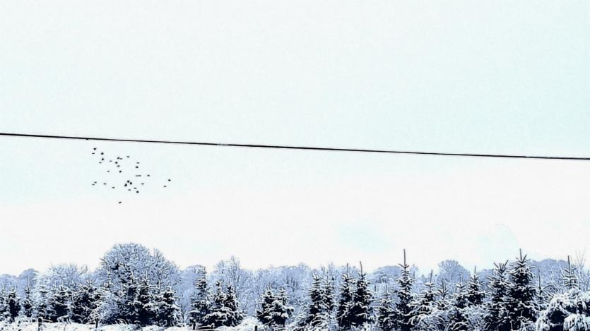 GALLERY | More of your magical Longford Snow Day photos