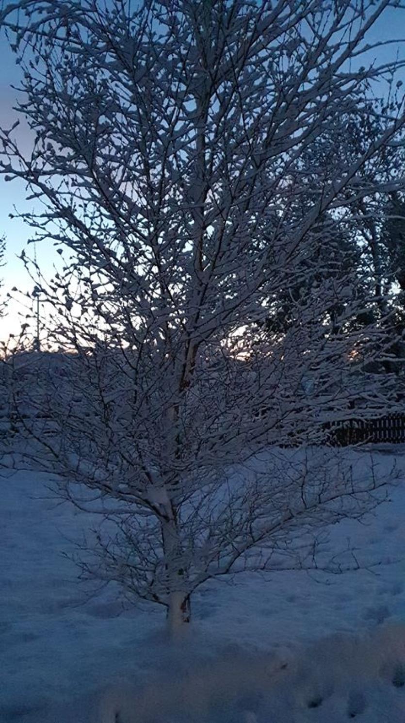 GALLERY | More of your magical Longford Snow Day photos