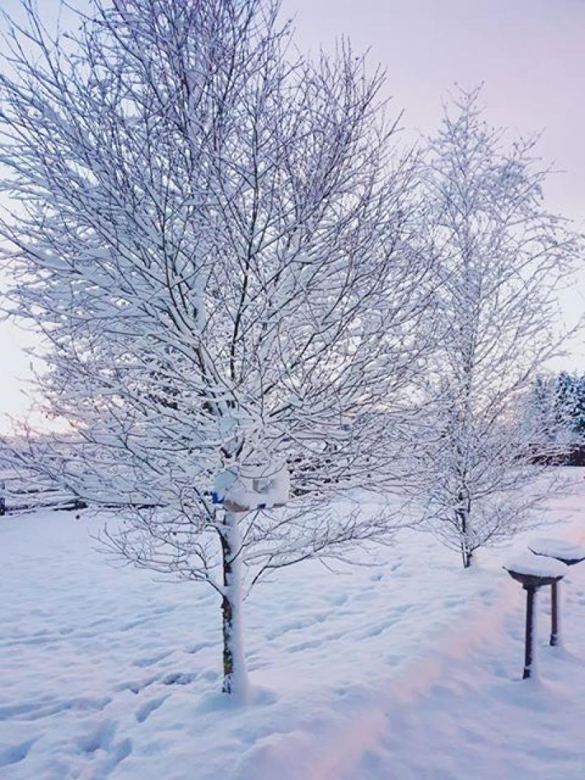 GALLERY | More of your magical Longford Snow Day photos