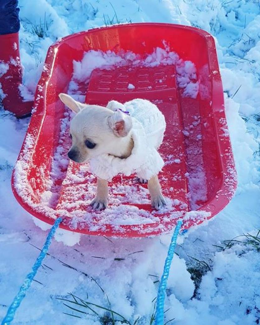 GALLERY | More of your magical Longford Snow Day photos