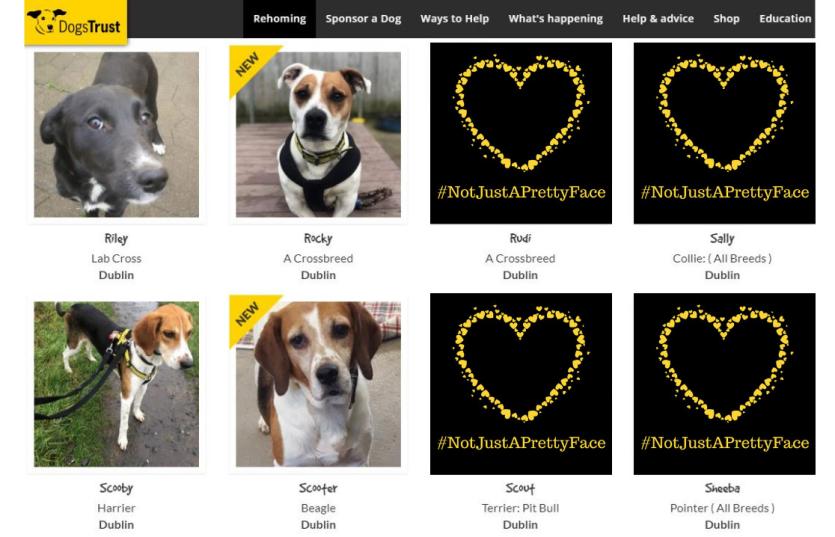 Dogs Trust asks people to let their head rule their heart this Valentine’s Day!