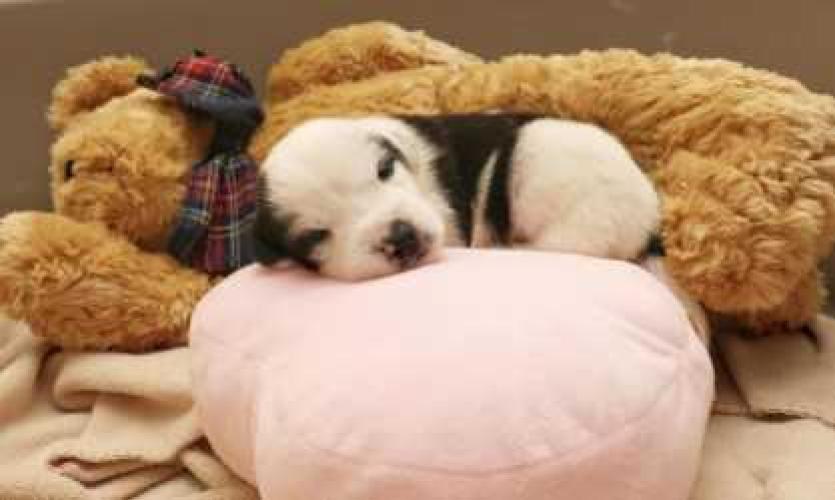 Dogs Trust asks people to let their head rule their heart this Valentine’s Day!