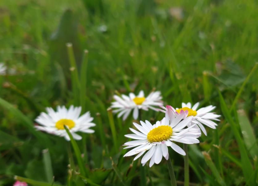 Longford people with dementia and their families encouraged to visit 'Memories are Made of This' show garden at Bloom 2019