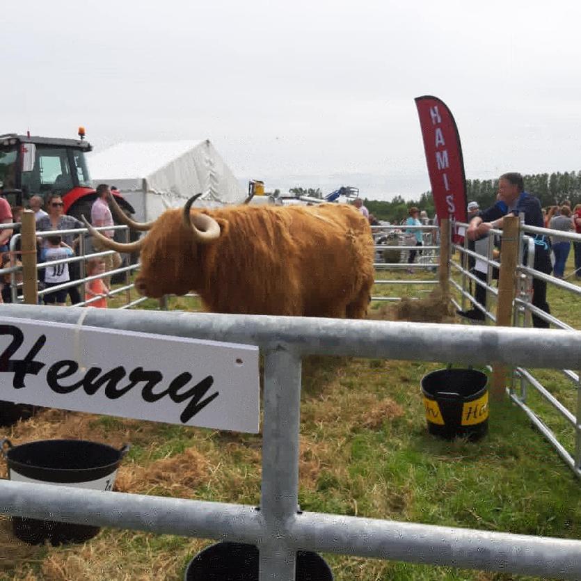 Michelle Shaughnessy’s Highland cattle