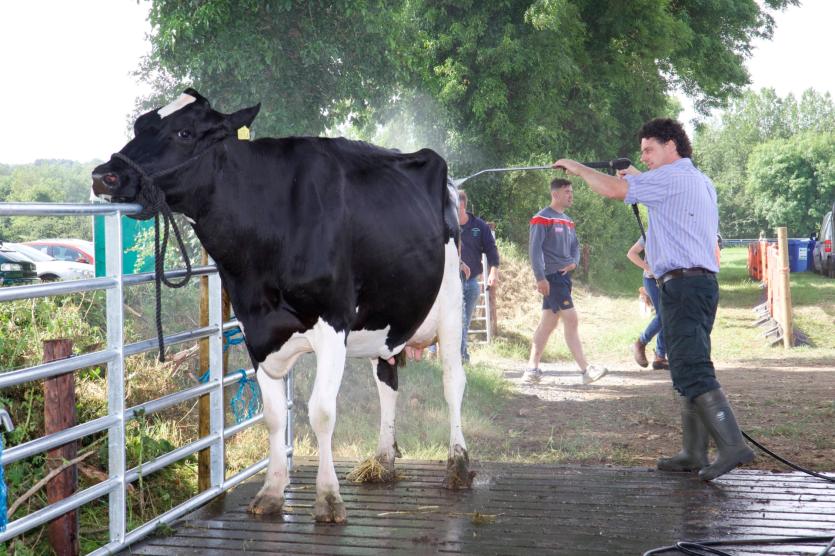 Austin Scott giving a cooling shower before going into the ring. PICTURE: MICHELLE GHEE.