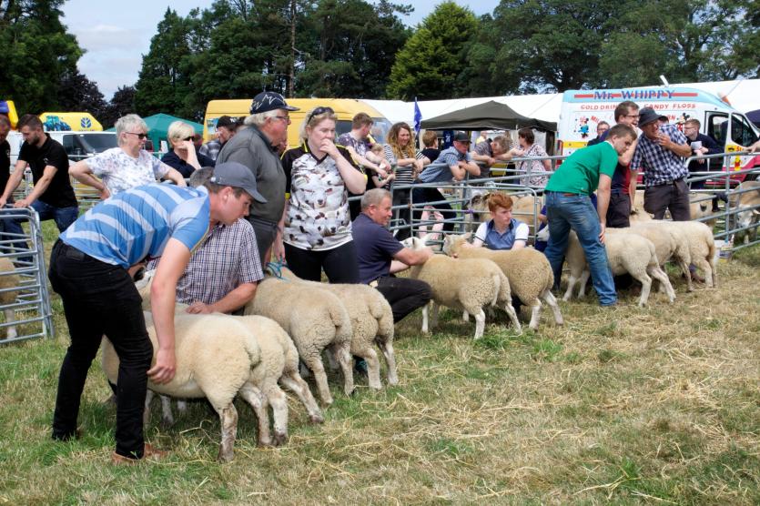 Sheep all lined up for Judging. PICTURE: MICHELLE GHEE.
