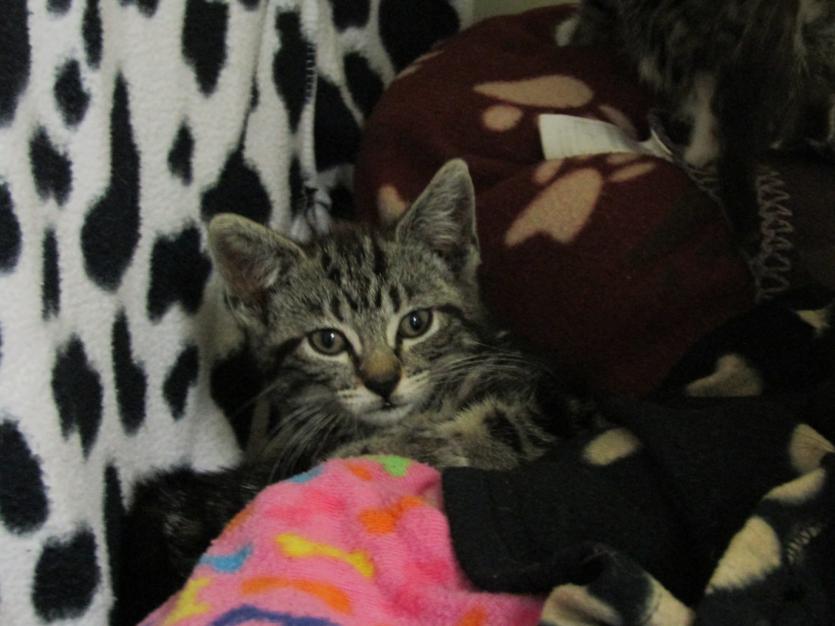 ISPCA National Centre in Longford appeals for new homes for 68 cats and kittens in their care