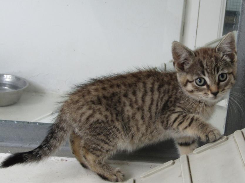 ISPCA National Centre in Longford appeals for new homes for 68 cats and kittens in their care