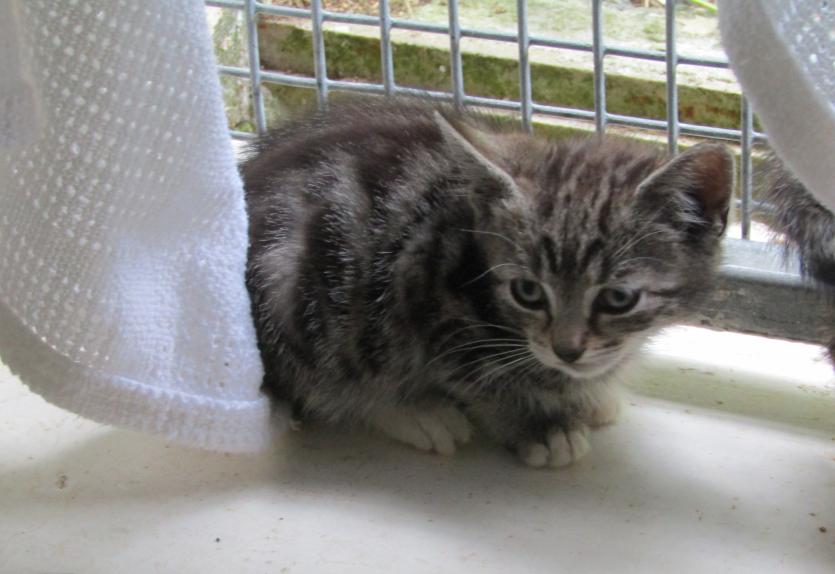 ISPCA National Centre in Longford appeals for new homes for 68 cats and kittens in their care