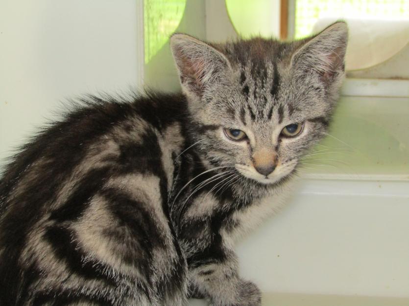 ISPCA National Centre in Longford appeals for new homes for 68 cats and kittens in their care