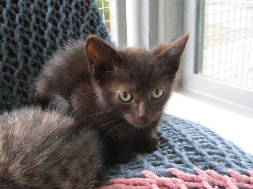 ISPCA National Centre in Longford appeals for new homes for 68 cats and kittens in their care