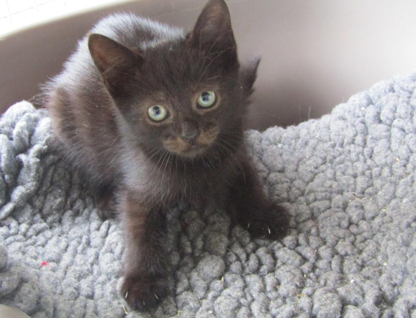 ISPCA National Centre in Longford appeals for new homes for 68 cats and kittens in their care