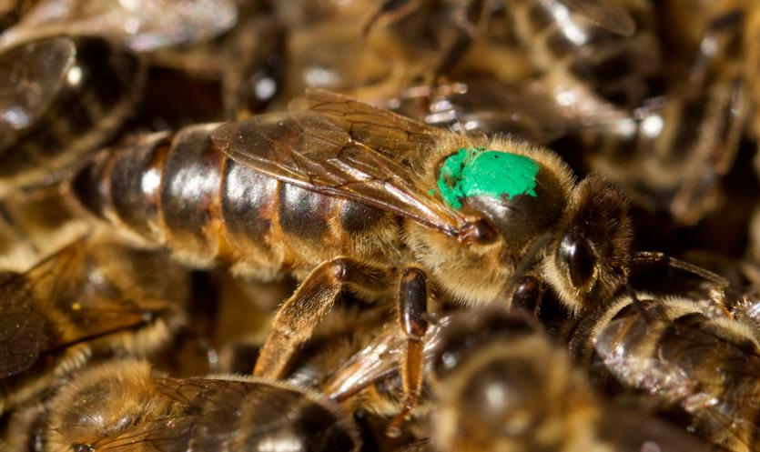 The 2019 Queen from one of the Hives. PICTURE: MICHELLE GHEE.