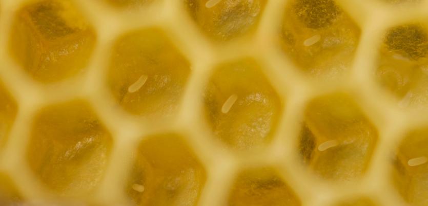 Empty cells and cells that have eggs layed in it. PICTURE: MICHELLE GHEE.