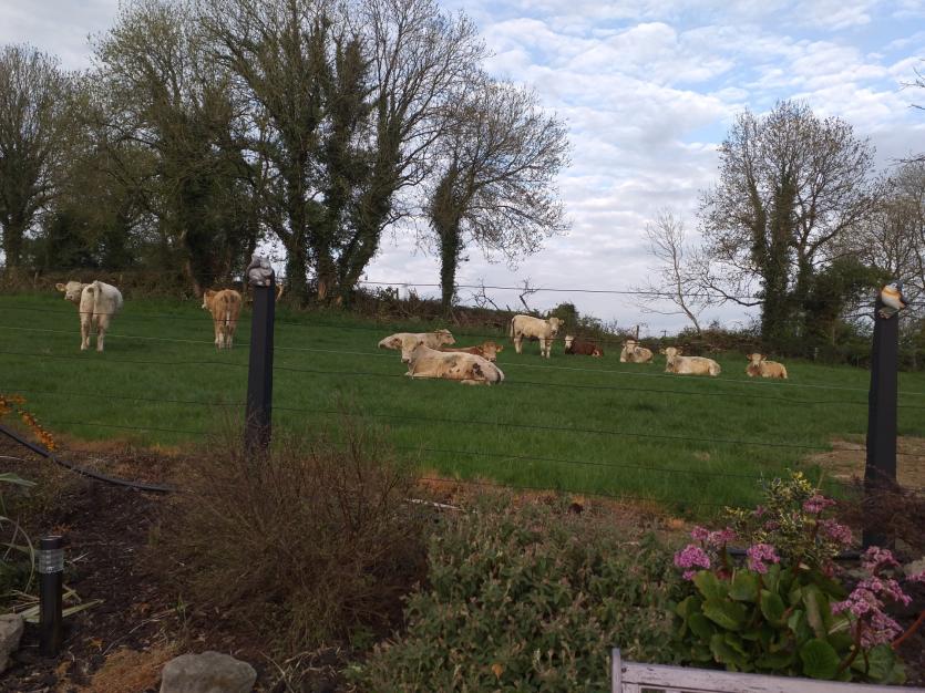 Gallery 9 | A selection of beautiful Longford images from our Love Your Home photography competition