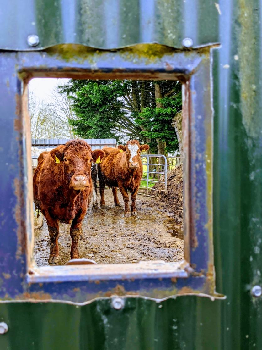 Gallery 10 | Love Your Home photography competition - the photos that make Longford folk smile 