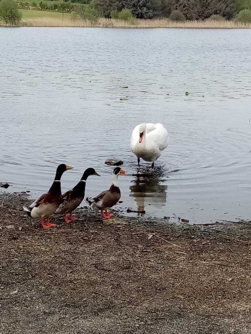 Gallery 11 | Some 'quacking' images in the Longford Love Your Home photography competition 
