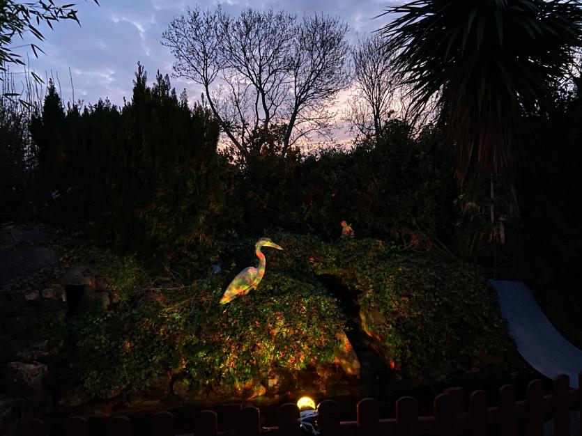 Gallery 11 | Some 'quacking' images in the Longford Love Your Home photography competition 