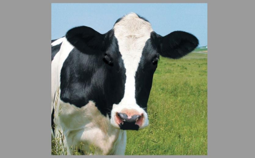Granard Farmers Mart first online auction takes place on Monday, May 18