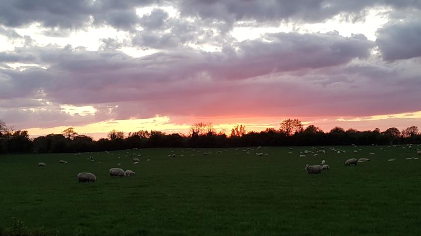 GALLERY 16 | Longford County Council and Age Friendly Alliance Love Your Home photography competition