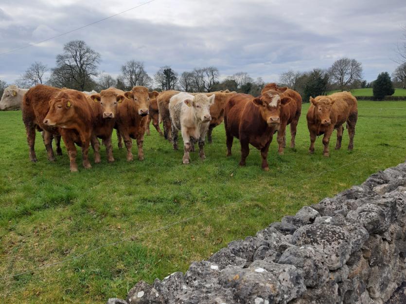 GALLERY 18 | Beautiful images in Longford Love Your Home photography competition