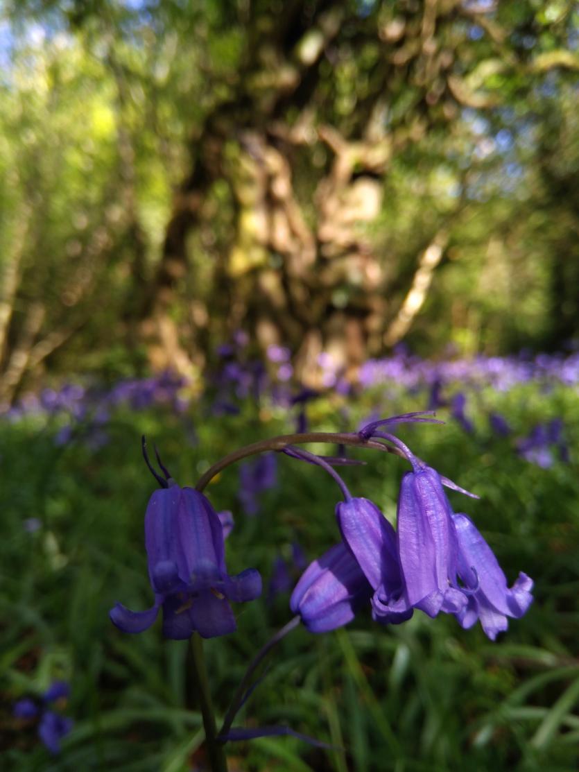 GALLERY 18 | Beautiful images in Longford Love Your Home photography competition