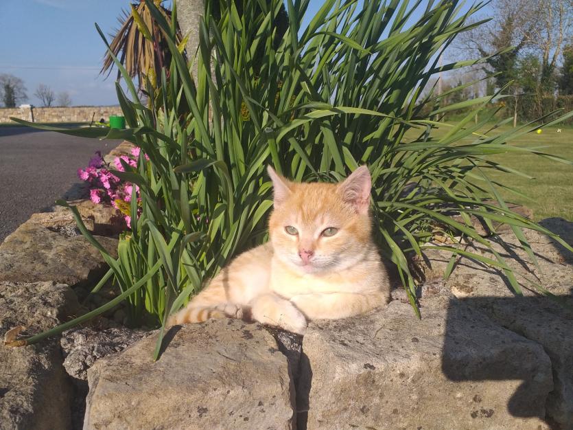 GALLERY 19 | The Eyes of the Tiger! Longford Love Your Home photography competition 