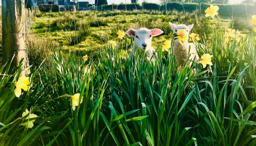 GALLERY 20 | A selection of Longford Love Your Home photography competition entries
