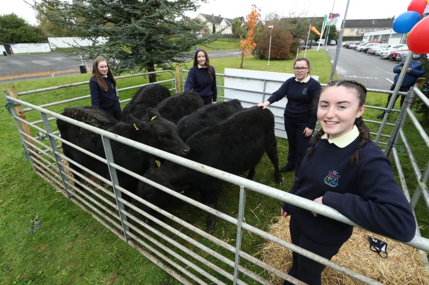 Ballymahon students presented with  Irish Angus Calves that they will rear for 18 months