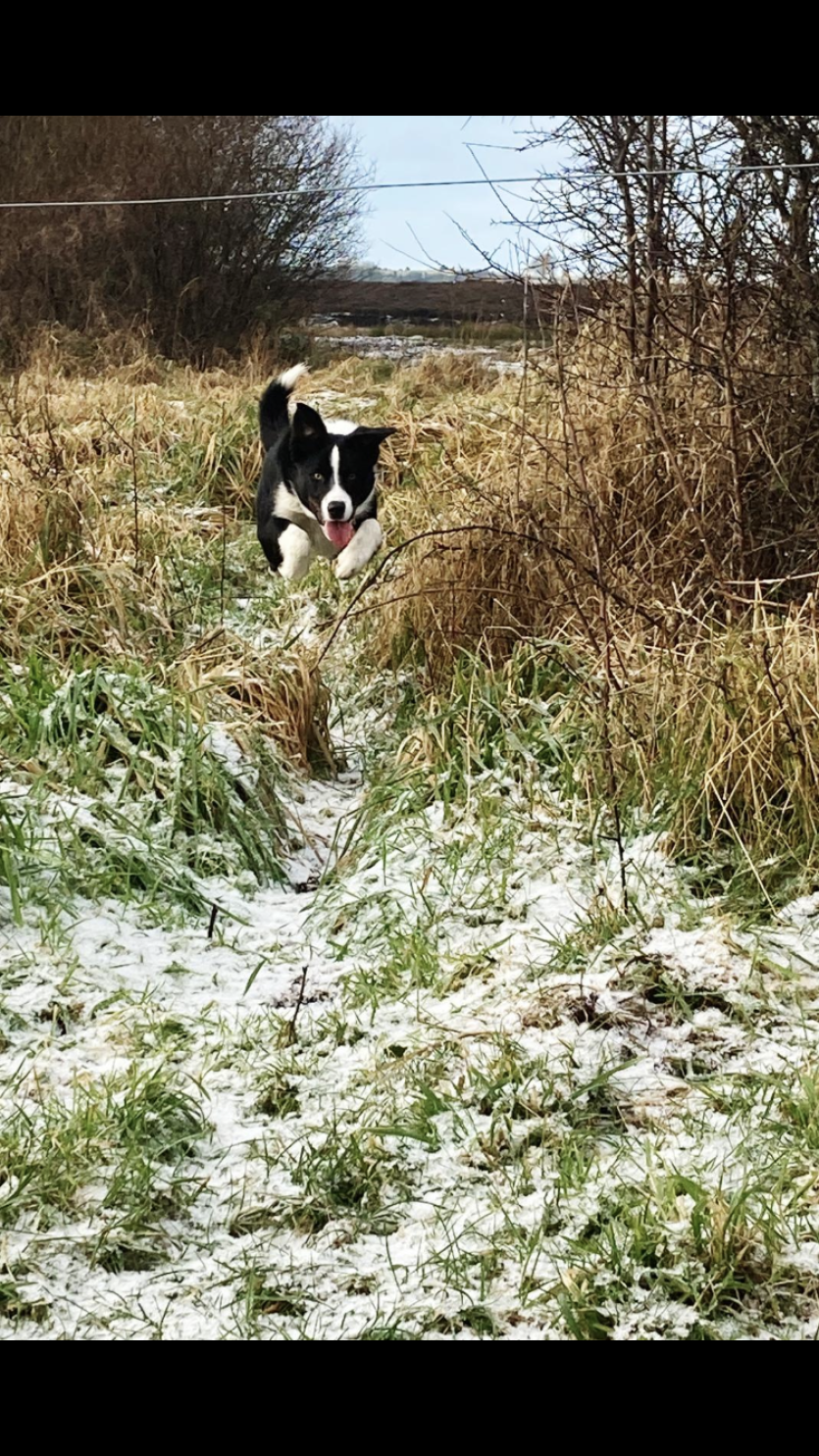 GALLERY SNOWY LONGFORD: Readers' 5km snow photos around the county #SNEACHTA #INPICTURES #SNOW
