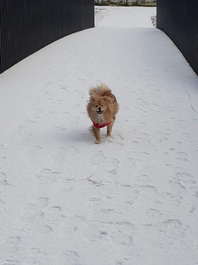 Snowy  Longford Gallery 2:  More of your great photos from across the county 