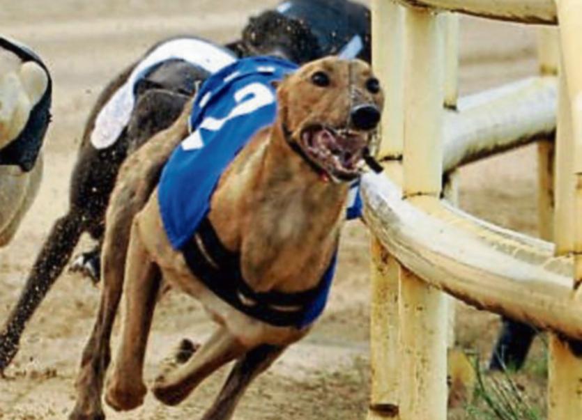 Longford greyhound fans gear up to richest prize in racing industry