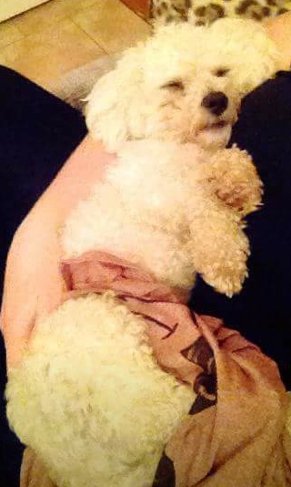 Still missing: Buddy