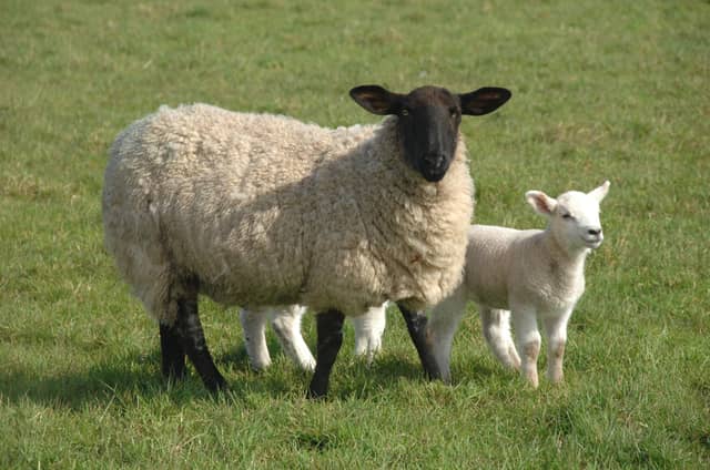 Farms, like any successful enterprise, thrive when fresh ideas and new energy are blended with experience according to Teagasc